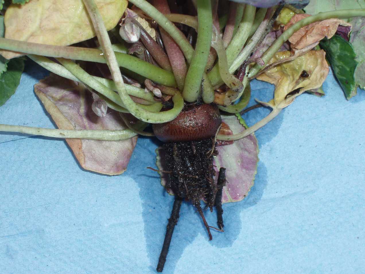 Rhizoctonia root loss. Courtesy and copyright of ADAS Horticulture.